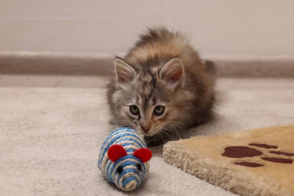 Niedliche Flauschige Kätzchen Mit Spielzeugmaus Hause — Stockfoto