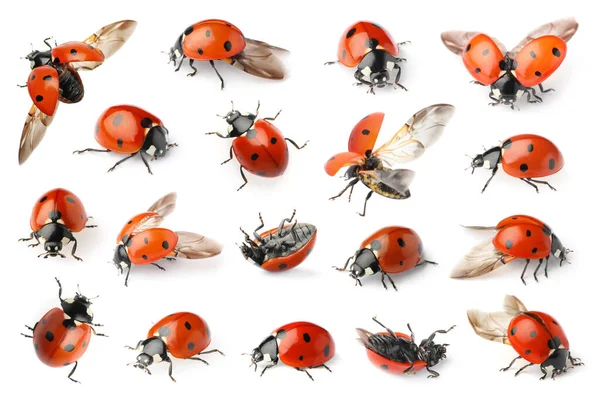 Set Beautiful Ladybugs White Background — Stock Photo, Image