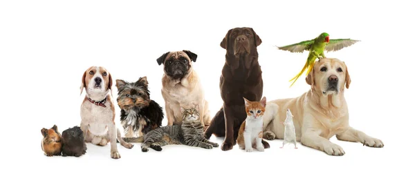 Group Cute Pets White Background Banner Design — Stock Photo, Image