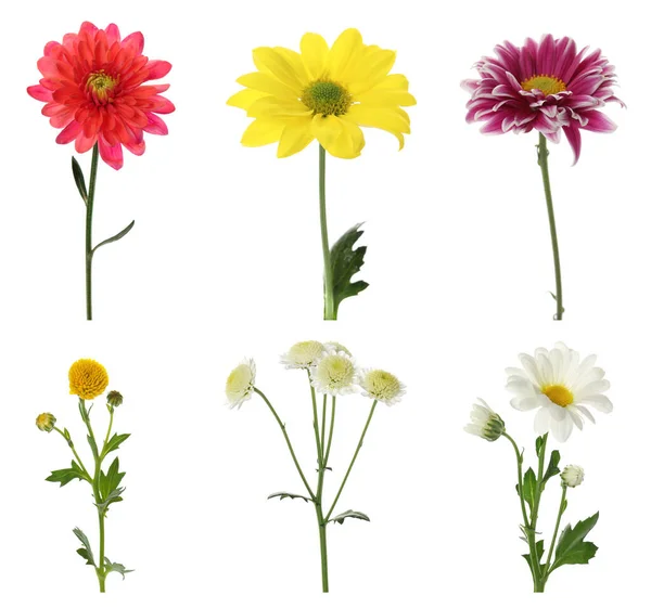 Ensemble Avec Différentes Belles Fleurs Chrysanthème Sur Fond Blanc — Photo