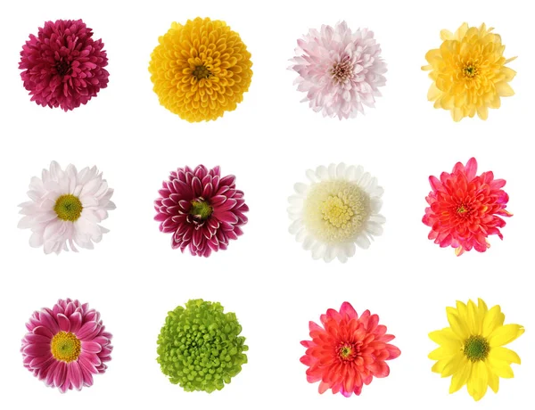 Set Mit Schönen Chrysanthemenblüten Auf Weißem Hintergrund — Stockfoto