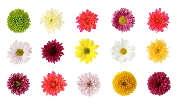 Set Mit Schönen Chrysanthemenblüten Auf Weißem Hintergrund — Stockfoto