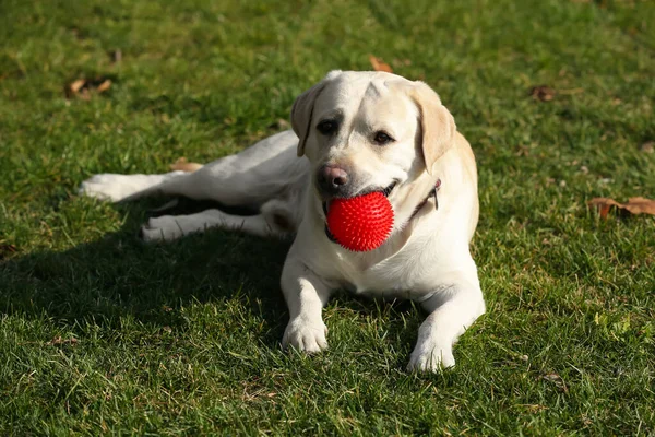 Yeşil çimlerin üzerinde duran toplu sarı labrador.