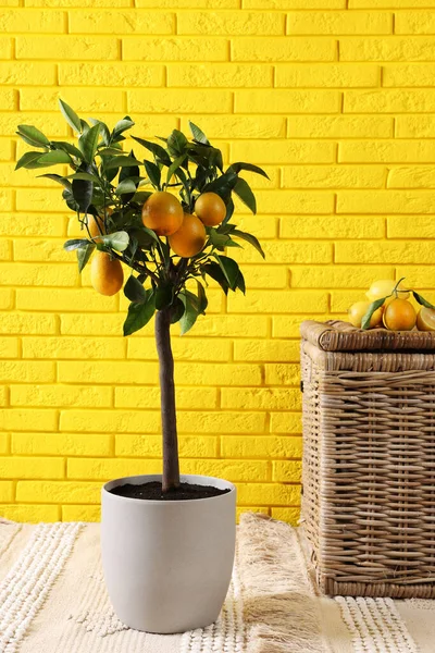 Nápad Minimalistický Design Interiéru Malý Citroník Květináčích Mnoho Ovoce Proutěný — Stock fotografie