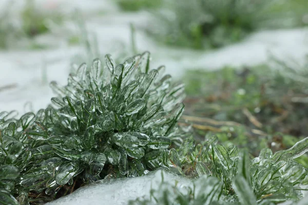 冬の日に屋外で氷釉の草を閉じます — ストック写真