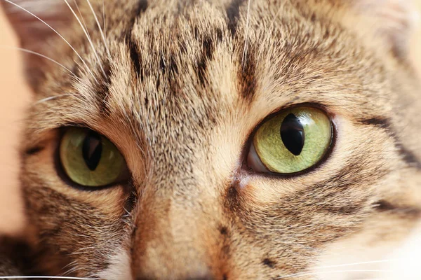 Pandangan Dekat Kucing Tabby Lucu Dengan Mata Yang Indah — Stok Foto