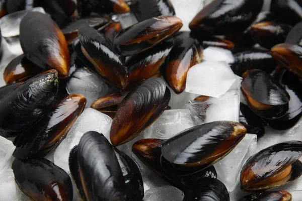 Moules Brutes Avec Glace Comme Arrière Plan Gros Plan — Photo