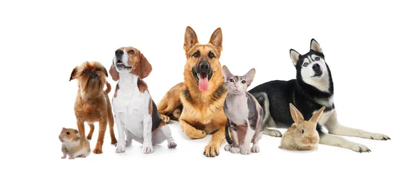 Gruppo Simpatici Animali Domestici Sfondo Bianco Design Banner — Foto Stock