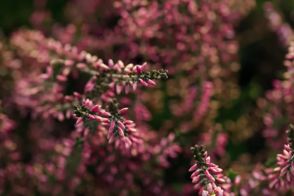 Arbuste Bruyère Avec Belles Fleurs Vue Rapprochée — Photo