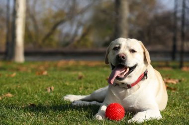 Sarı Labrador ve top güneşli bir günde parkta yatıyor. Metin için boşluk