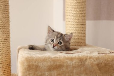 Evdeki kedi ağacında sevimli tüylü kedi yavrusu.
