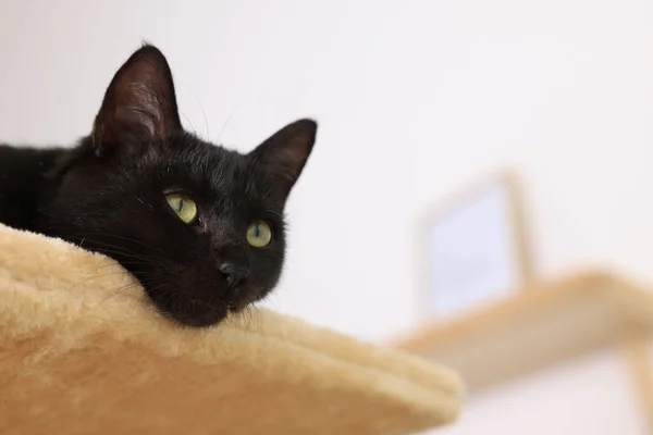 可爱的黑猫 美丽的眼睛凝视着家中的活动树 案文的篇幅 — 图库照片