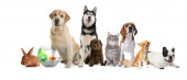 Картина, постер, плакат, фотообои "group of cute pets on white background. banner design", артикул 544196372