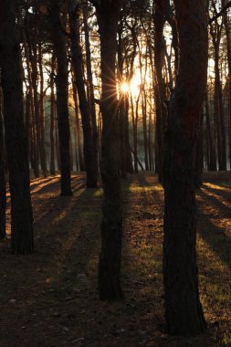 Gün batımında kozalaklı ormanın güzel manzarası