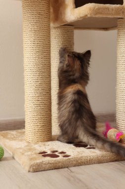 Şirin pofuduk kedi yavrusu evde kedi ağacında pençelerini biliyor.