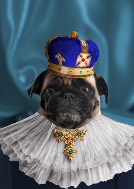 Mavi arka planda kraliyet köpeği gibi giyinmiş.