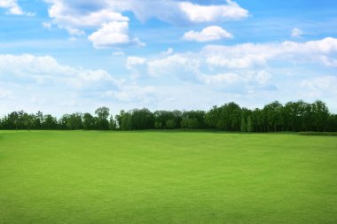 Güneşli bir günde yeşil çimenli güzel bir park manzarası
