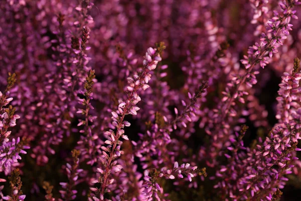 Θάμνος Heather Όμορφα Λουλούδια Κοντινή Θέα — Φωτογραφία Αρχείου