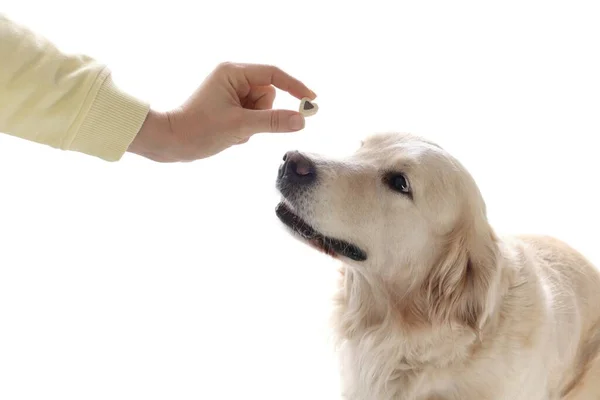 Mulher Dando Pílula Forma Coração Para Cão Bonito Fundo Branco — Fotografia de Stock