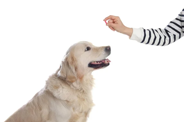 白い背景にかわいい犬に丸薬を与える女性は 閉じます 動物用ビタミン — ストック写真