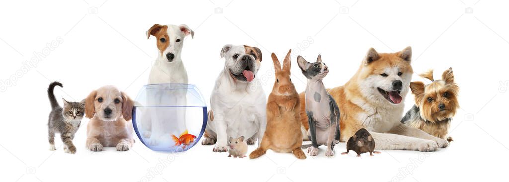 Group of cute pets on white background. Banner design