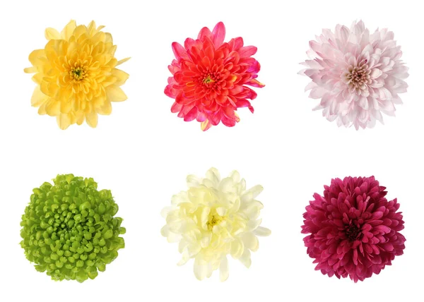 Set Met Mooie Chrysanten Bloemen Witte Achtergrond — Stockfoto
