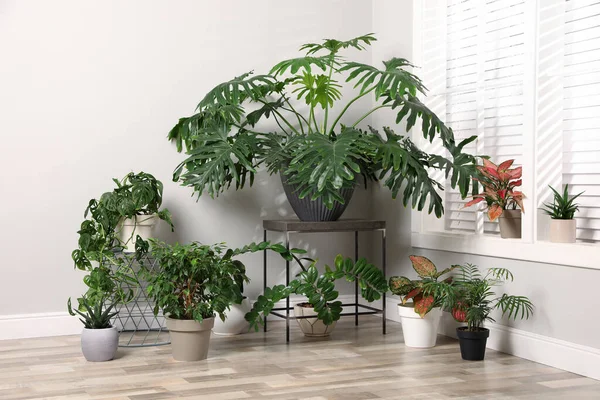 Plantas Sala Diferentes Perto Janela Quarto Design Interiores — Fotografia de Stock