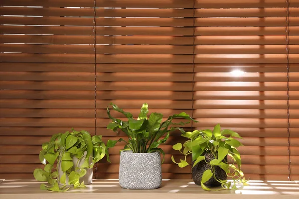Verschiedene Zimmerpflanzen Auf Holztisch Neben Fenster Innenarchitektur — Stockfoto