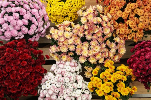 木製のパレット上の美しい異なる色菊の花 トップビュー — ストック写真