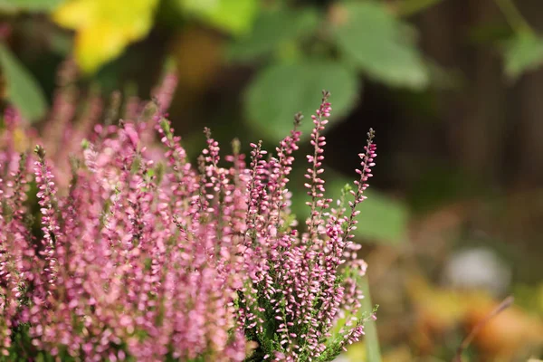 Heather Shrub Beautiful Flowers Outdoors Space Text — Stock Photo, Image