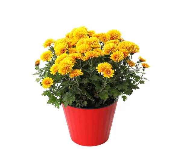 在白色背景的红壶中 美丽的黄色菊花 — 图库照片