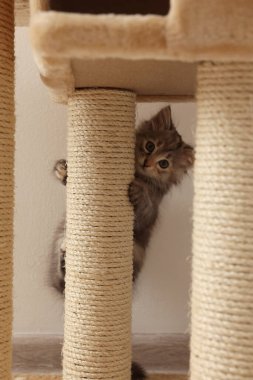 Şirin tüylü kedi yavrusu evdeki kedi ağacına tırmanıyor.