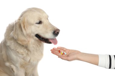 Beyaz arka plandaki sevimli köpeğe farklı haplar veren bir kadın. Yakın plan. Hayvan için vitaminler