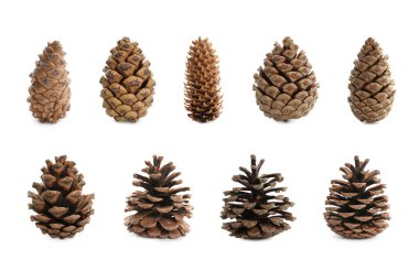 Beyaz arkaplanda güzel çam kozalakları ile ayarlandı