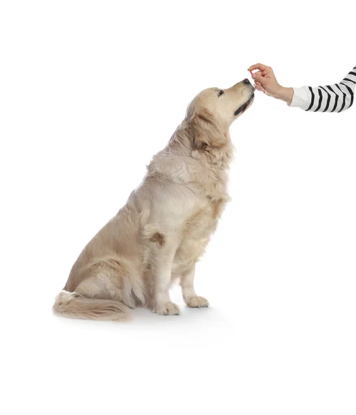 Mulher Dando Pílula Para Cão Bonito Fundo Branco Close Vitaminas — Fotografia de Stock