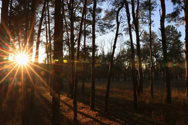 Прекрасний Вид Сонця Світить Крізь Дерева Хвойних Лісах Заході Сонця — стокове фото