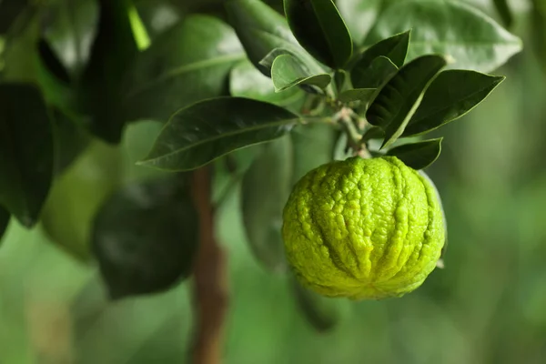 Vista Primer Plano Del Árbol Bergamota Con Frutas Aire Libre — Foto de Stock