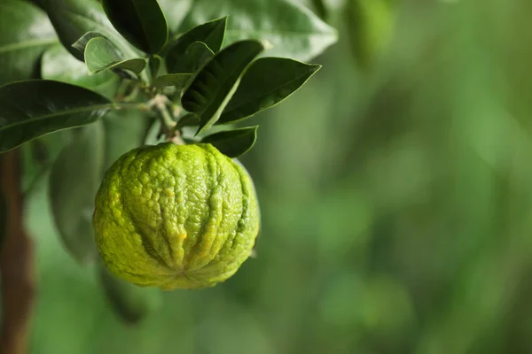 Vista Primer Plano Del Árbol Bergamota Con Frutas Aire Libre — Foto de Stock