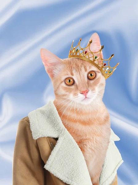 Cute Cat Dressed Royal Person Light Blue Background — Stock Photo, Image