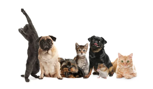 Group Cute Pets White Background — Stock Photo, Image