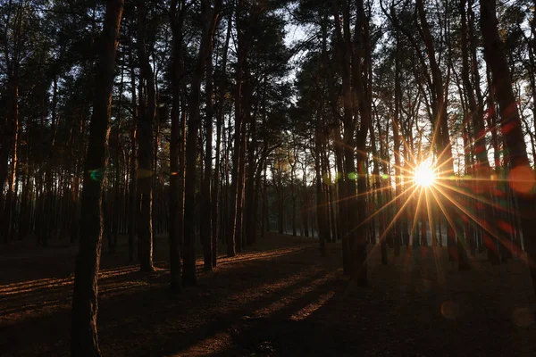 Piękny Widok Słońca Świecącego Przez Drzewa Lesie Iglastym Zachodzie Słońca — Zdjęcie stockowe