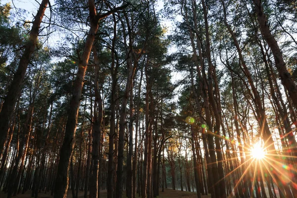 Krásný Pohled Slunce Svítí Mezi Stromy Jehličnatém Lese Při Západu — Stock fotografie