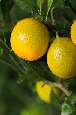 Olgun meyveli limon ağacının yakın görüntüsü.