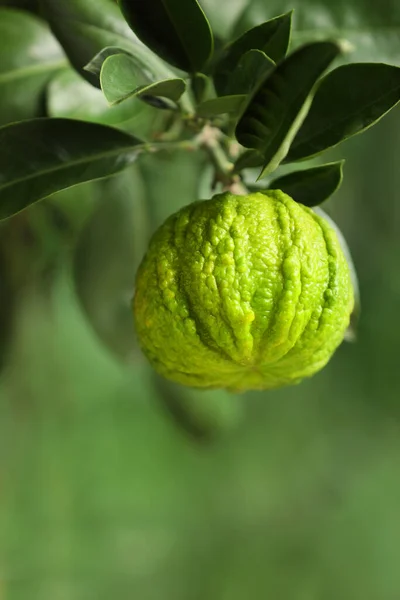 Vista Primer Plano Del Árbol Bergamota Con Frutas Aire Libre —  Fotos de Stock