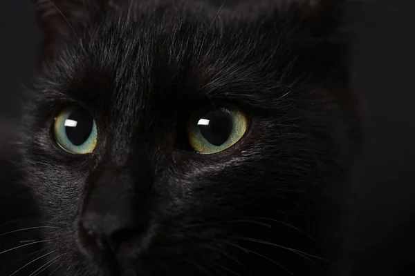 暗い背景に美しい目の黒い猫 クローズアップ — ストック写真