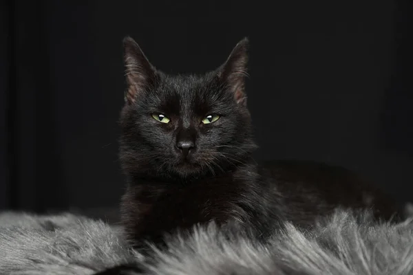 Black Cat Beautiful Eyes Fuzzy Rug Dark Background — Stock Photo, Image