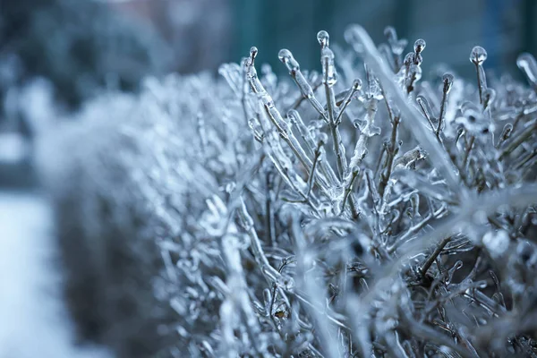 Planten Ijs Glazuur Buiten Winterdag Close Ruimte Voor Tekst — Stockfoto