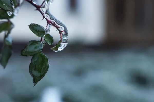 Arbusto Rosa Com Folhas Verdes Esmalte Gelo Livre Dia Inverno — Fotografia de Stock
