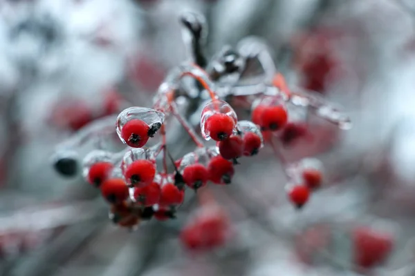 冬日里 树上结满了红色的浆果 在户外结冰 — 图库照片