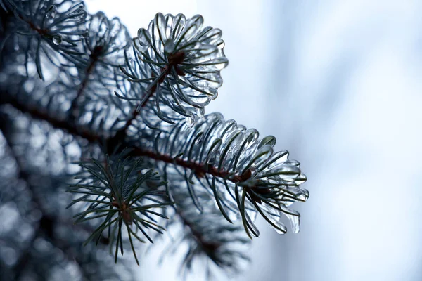 겨울철에 옥외에서 얼음으로 유약을 가문비나무를 가까이 — 스톡 사진